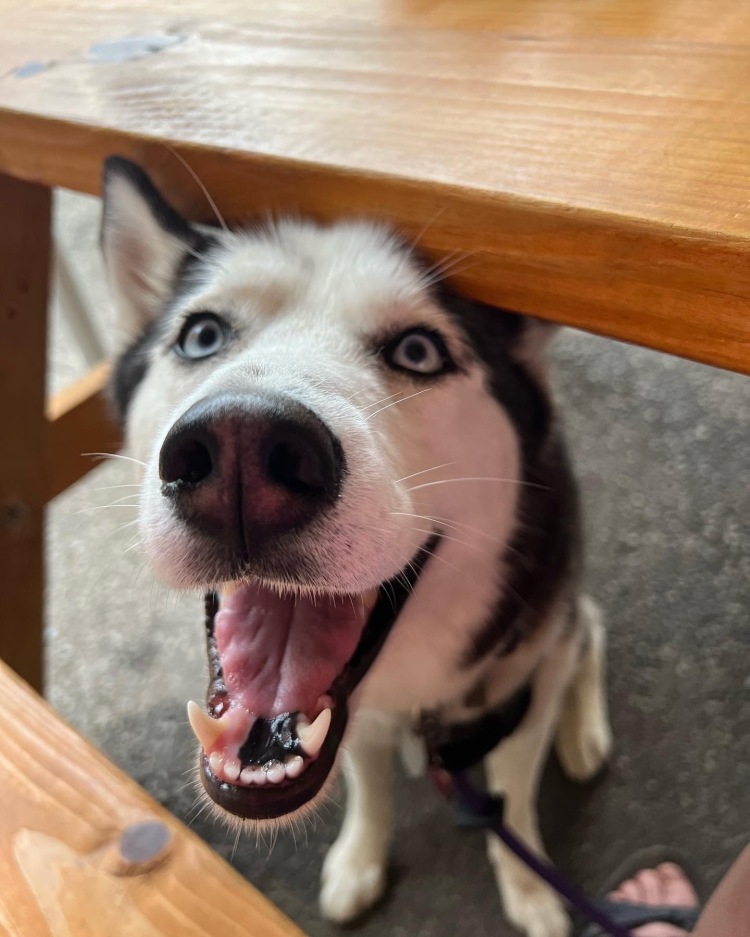 A very cute and excited Siberian Husky with wide eyes and open mouth. 